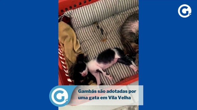 Filhotes de gambás são adotadas por gata em Vila Velha
