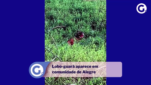 Lobo-guará aparece em comunidade de Alegre