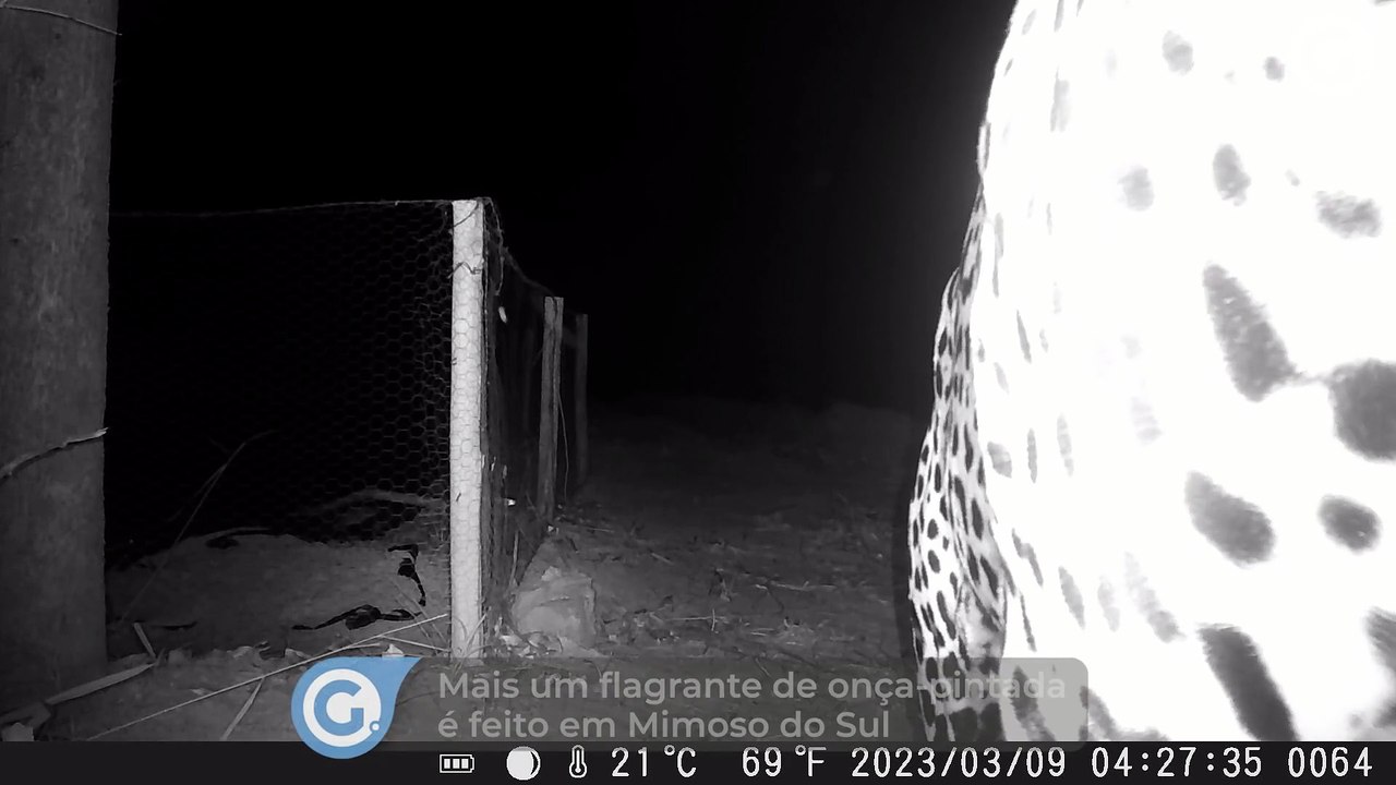Mais um flagrante de onça-pintada é feito em Mimoso do Sul