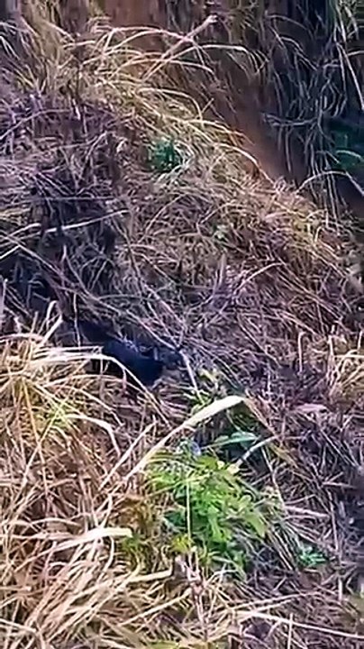 Cachorro desaparecido em Iúna é encontrado em barranco