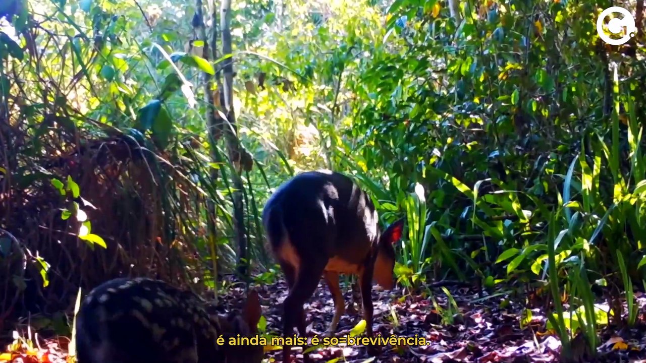 De minissapo a onça pintada:  veja os animais raros do ES