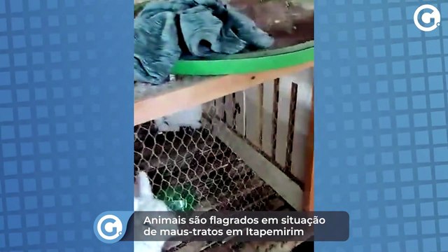 Animais são flagrados em situação de maus-tratos em Itapemirim