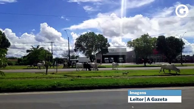 Gado Invade Br 101 Em Linhares