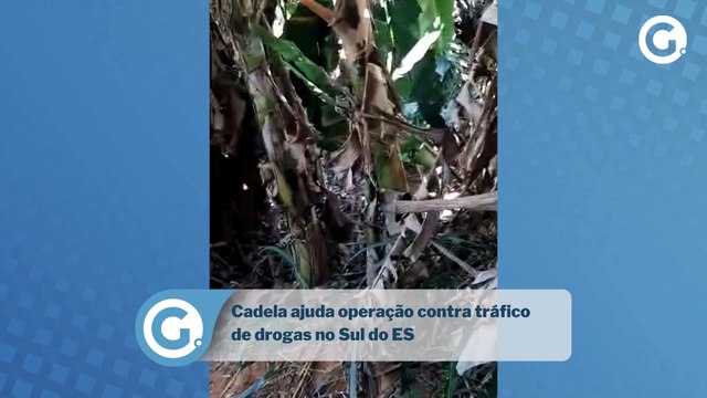 Cadela ajuda operação contra tráfico de drogas no Sul do ES