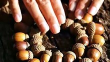 Acorn Caps Arranged in Circular Rings 🌰✨ Satisfying Nature Pattern