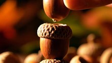 Acorn Cups Stacked Into a Tower 🌰✨ Satisfying Nature Build