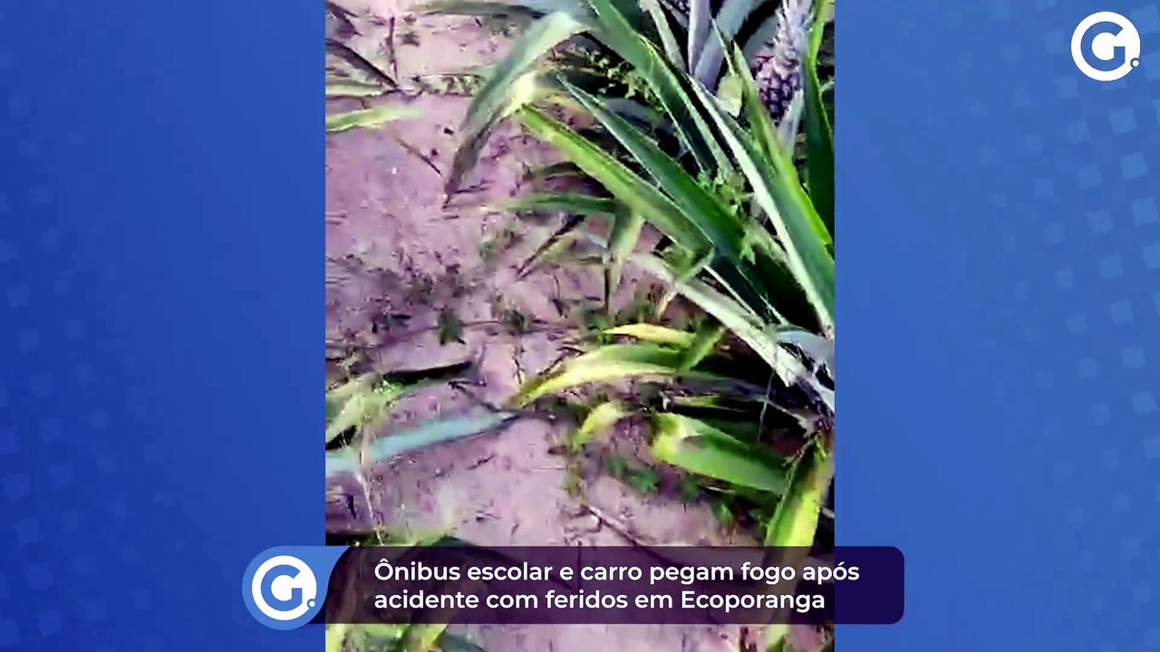 Vândalos invadem lavoura para estragar e furtar abacaxis em Marataízes