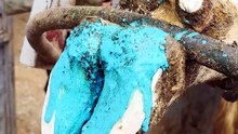 Cow's dehydrated hoof is in an extremely critical condition!