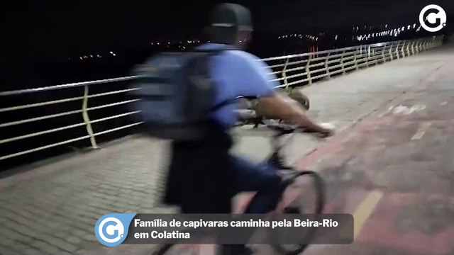 Família de capivaras caminha pela Beira-Rio em Colatina