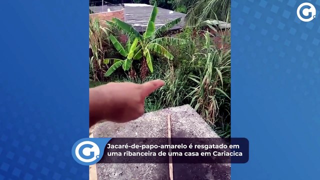 Jacaré-de-papo-amarelo é resgatado em uma ribanceira de uma casa em Cariacica
