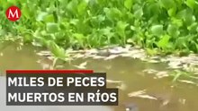 Pescadores encuentran miles de peces muertos en ríos de Veracruz por contaminación