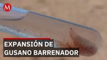 Ganaderos en alerta: 134 casos activos de gusano barrenador en Jalisco; autoridades advierten