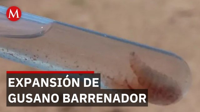 Ganaderos en alerta: 134 casos activos de gusano barrenador en Jalisco; autoridades advierten