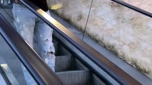 escalator