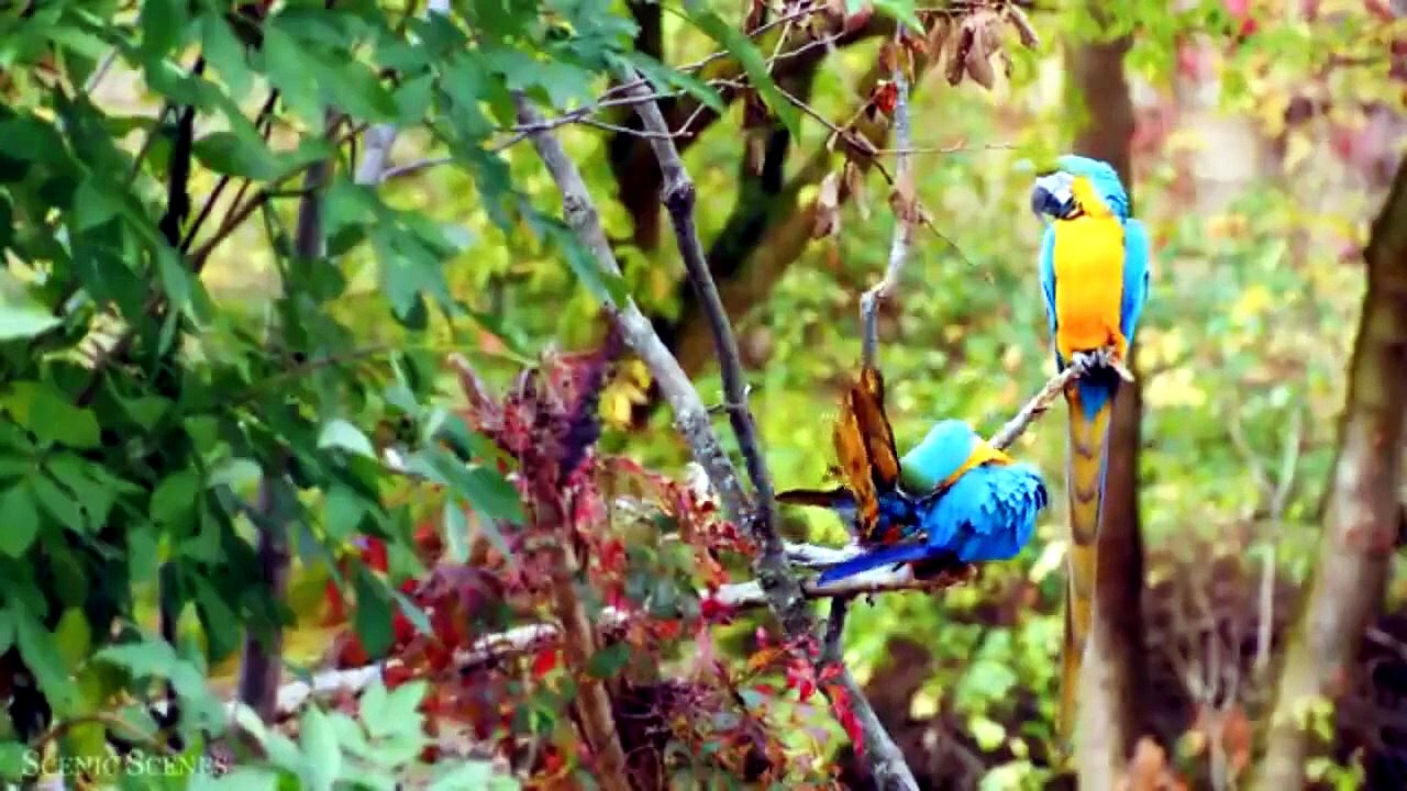 WILD ANIMALS-1
