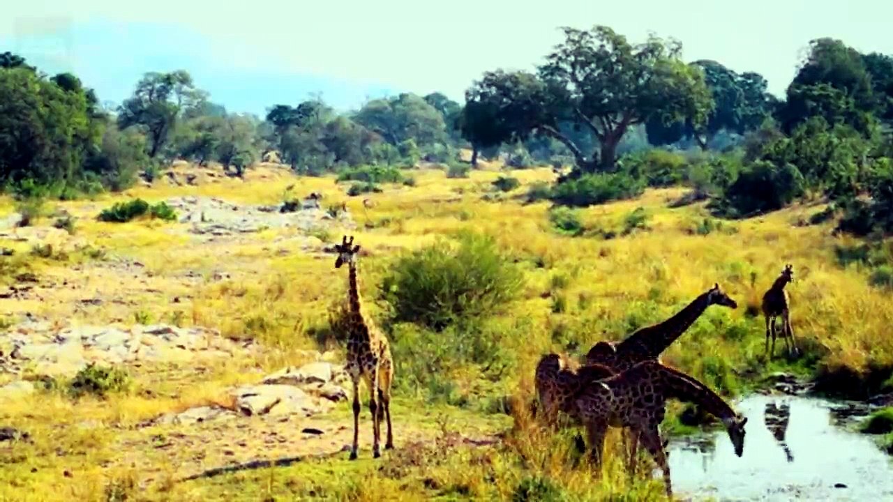 WILD SAVANNAH