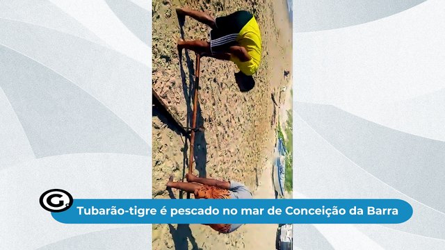 Tubarão-tigre é Pescado No Mar De Conceição Da Barra