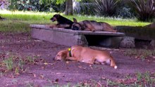 les vrais chiens Abidjan