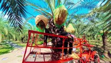 Farm Tractor fitted with Hydraulic work Platform for Harvesting Dates in Thailand