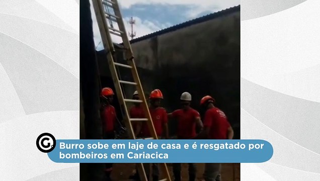Burro sobe em laje de casa e é resgatado por bombeiros em Cariacica