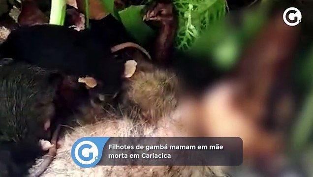 Filhotes de gambá mamam em mãe morta em Cariacica