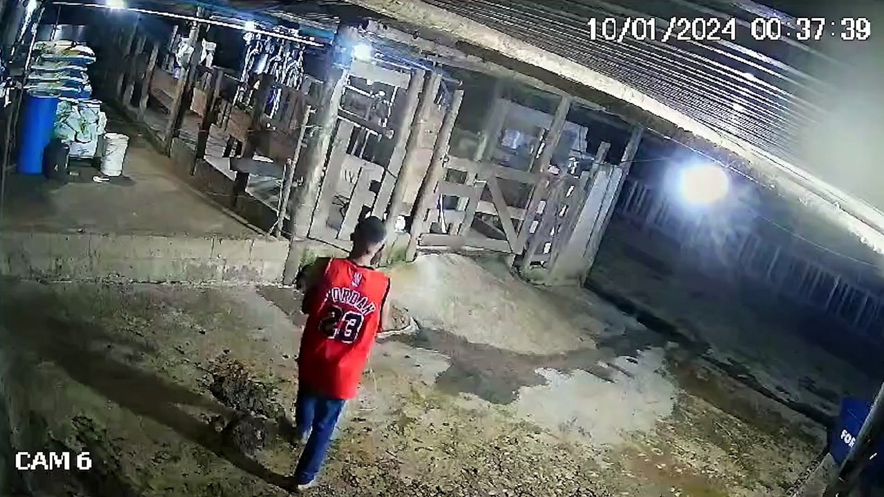 Polícia busca por suspeito de roubo a gado em f...