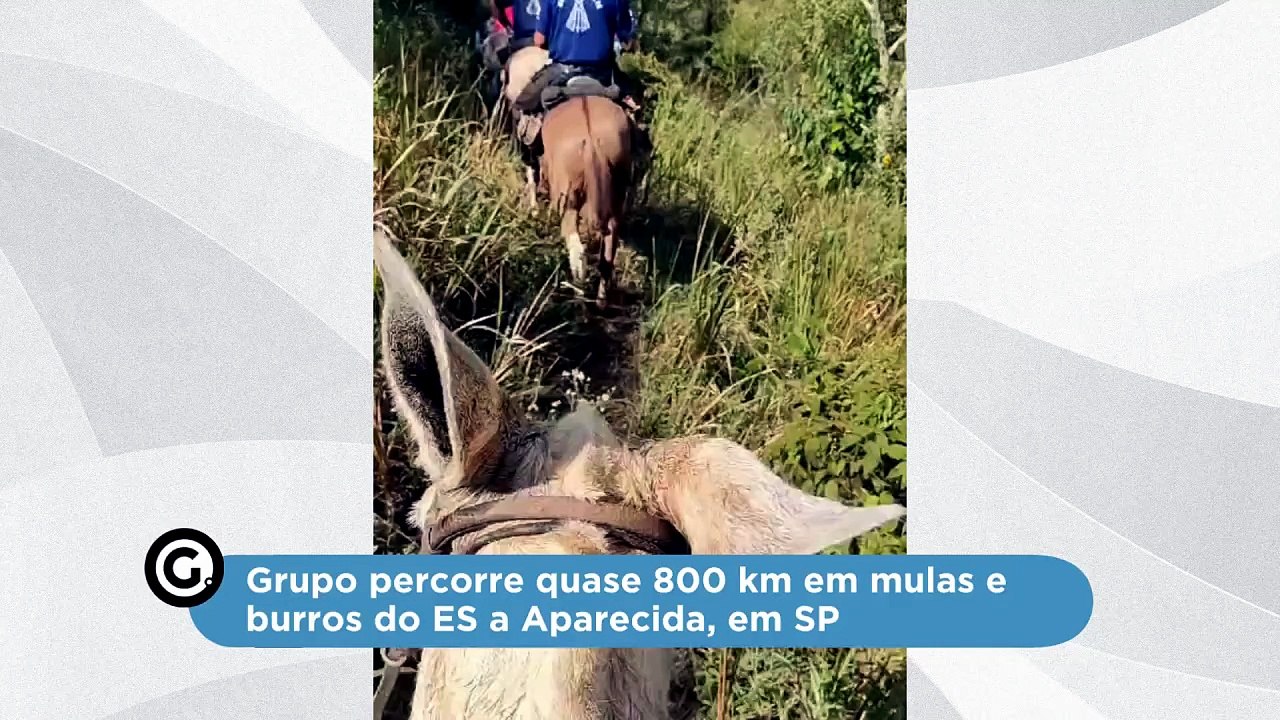 Grupo percorre quase 800 km em mulas e burros do ES a Aparecida, em SP