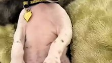 Cuidado com cão Just funny animals, os melhores vídeos