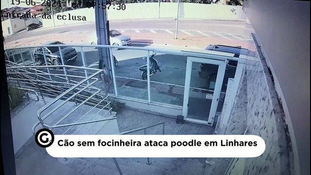 Cão sem focinheira ataca poodle em Linhares