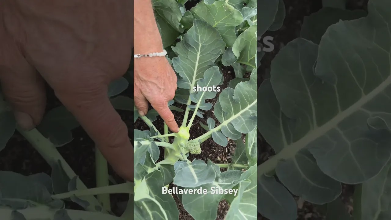 Brócoli para cosechas de junio, y siembra de nuevo en junio