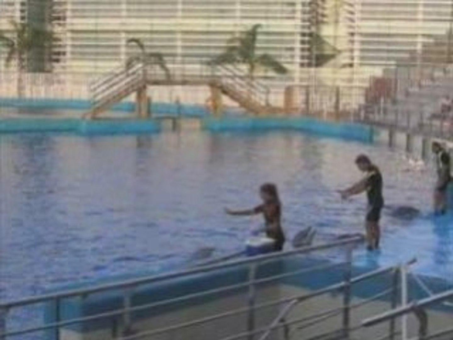 ⁣Valencia Dolphins