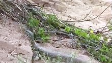 Sneaky Monitor Lizard Raids Sleeping Crocodile Nest and Steals Baby Hatchling
