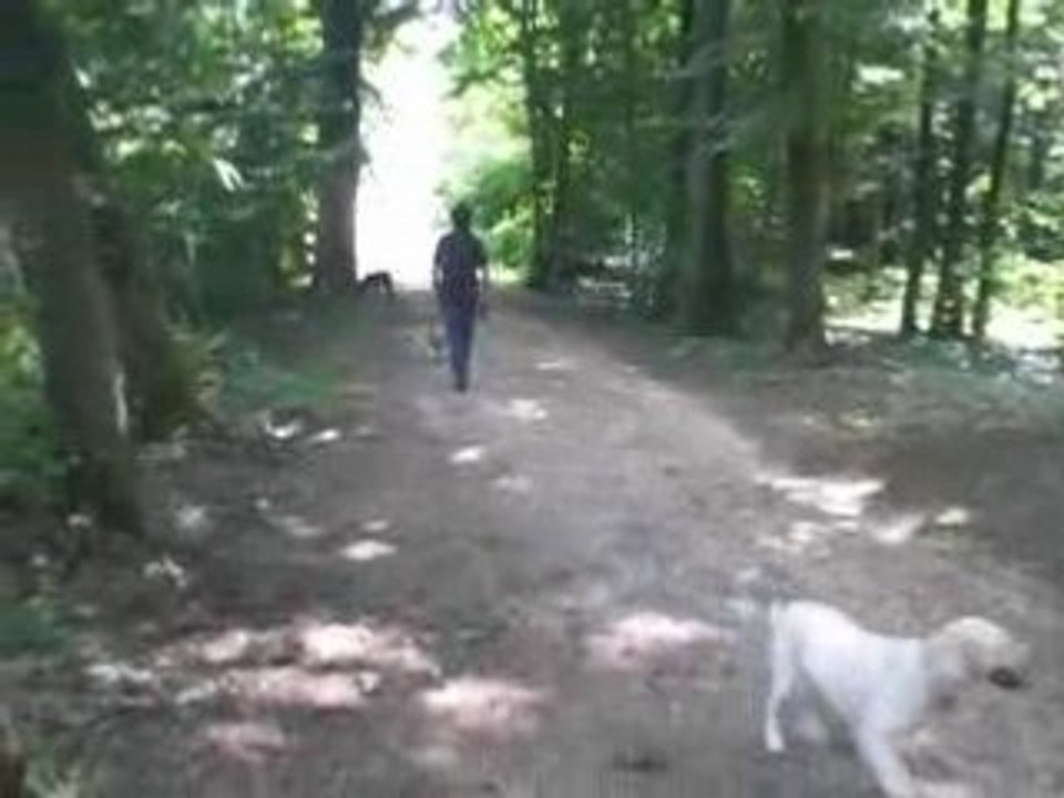 PROMENONS NOUS DANS LES BOIS