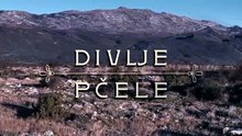 D.i.v.l.j.e p.č.e.l.e Epizoda 120 Hot Movie