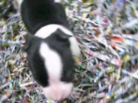 NOUVELLE VIDEO DU CHIOT A 5 SEMAINES