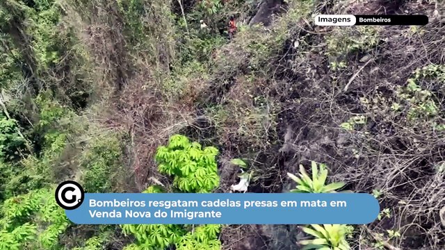 Bombeiros resgatam cadelas presas em mata em Venda Nova do Imigrante