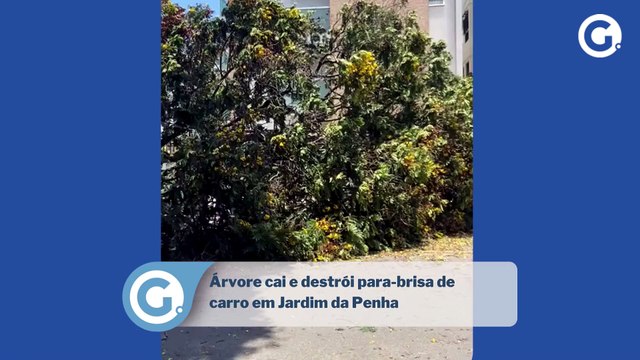 Árvore cai e destrói para-brisa de carro em Jardim da Penha