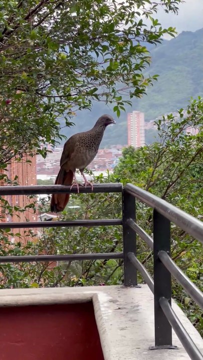 Guacharaca-Colombia