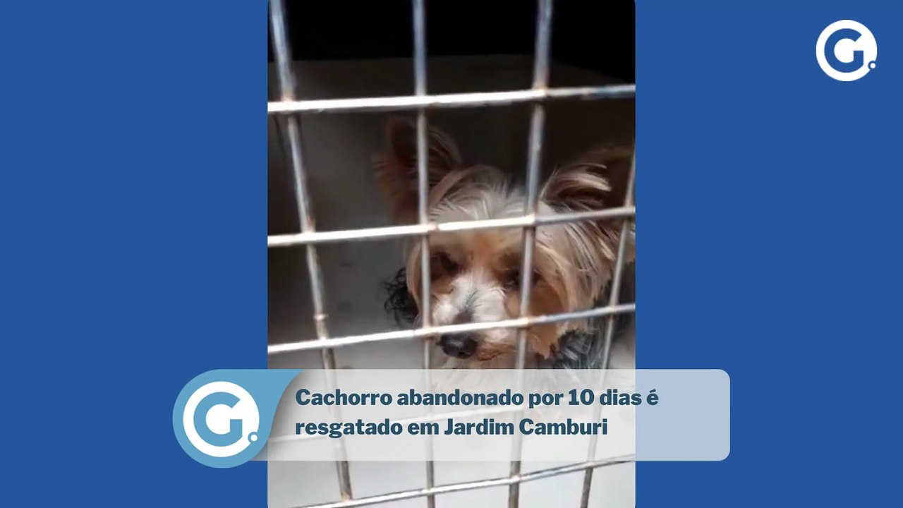 Cachorro abandonado por 10 dias é  resgatado em Jardim Camburi