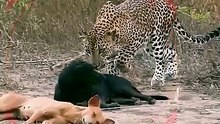 Leopard attack for dog #ytshorts #animals #wildlife #animals #wildanimals #shorts X