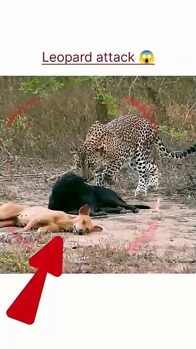 Leopard attack for dog #ytshorts #animals #wildlife #animals #wildanimals #shorts X