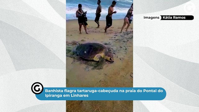 Banhista flagra tartaruga-cabeçuda na praia do Pontal do Ipiranga em Linhares