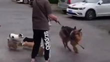 😂😂😂😂😂😂😂😂😂funny German Shepard dog 🐾🐶🤣🤣🤣🤣🤣🤣 Follow me please