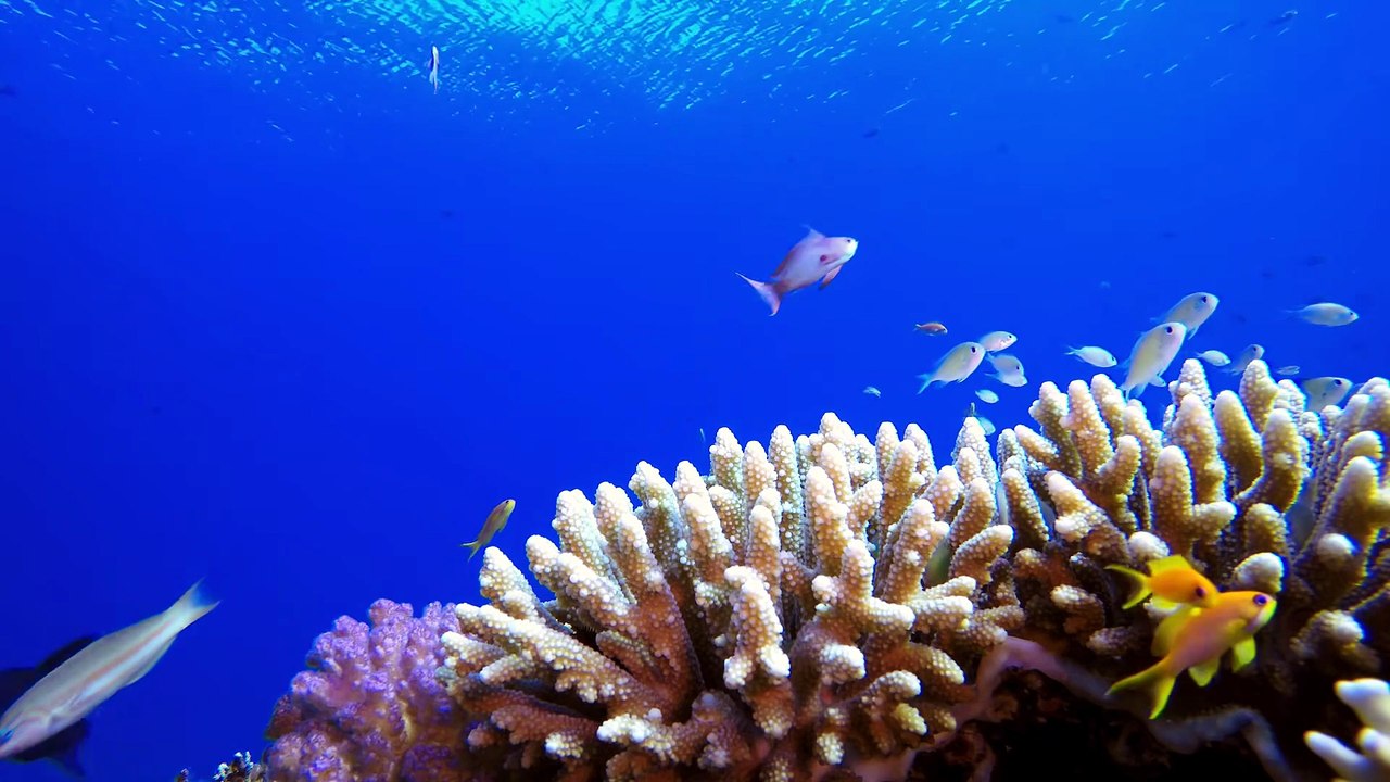 1 Hour Ocean Meditation 🌊 Relaxing Underwater Aquarium Ambience_