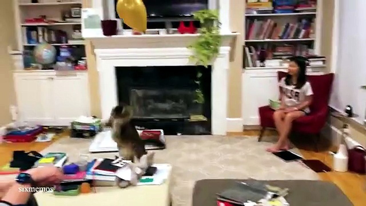 Here’s Why You Need a CAT In Your Life... 😂