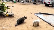 Cats Think They Have A Plan But... 🤣 NEW Funny Cat