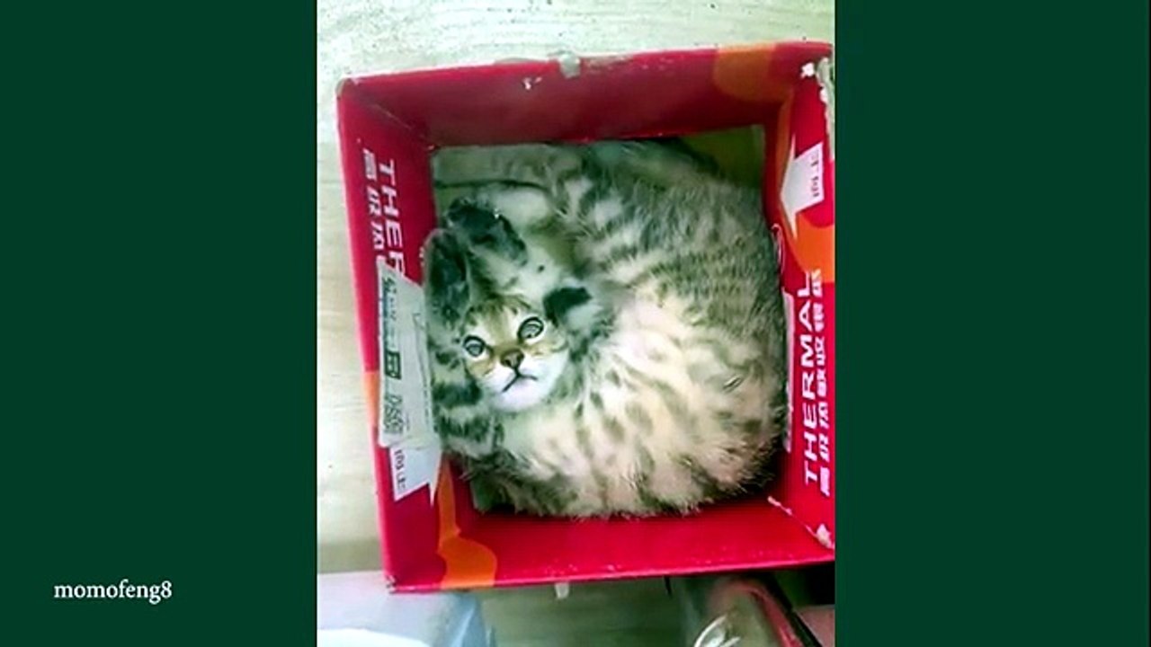 KITTENS Are The Most DRAMATIC Thing