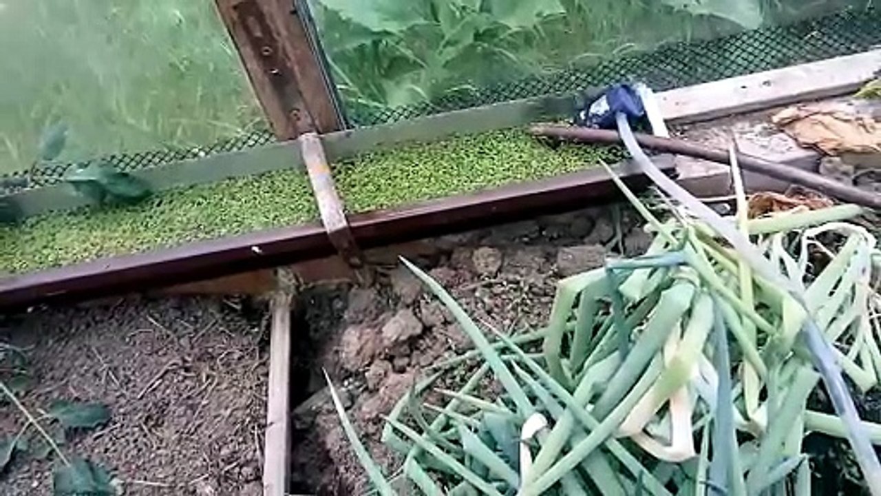 Make nitrate with Azolla