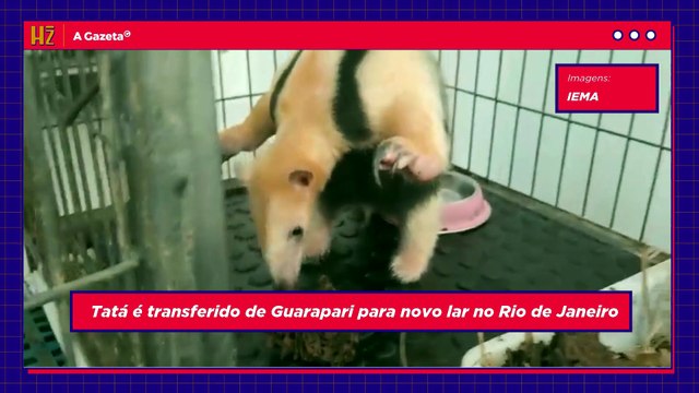 Recuperado, tamanduá-mirim Tatá é transferido do ES para novo lar no RJ