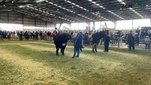Grand champion bull sashed at 2026 National Shorthorn Show